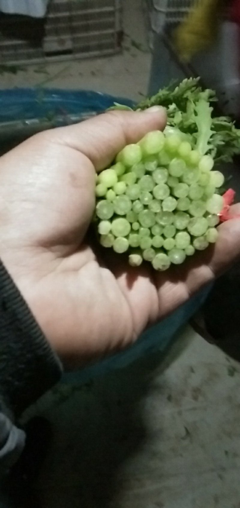 茼蒿30~35cm