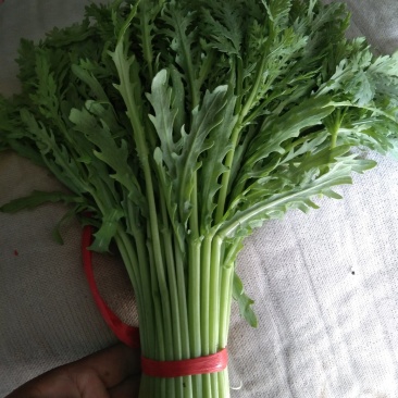 茼蒿30~35cm