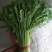 茼蒿30~35cm