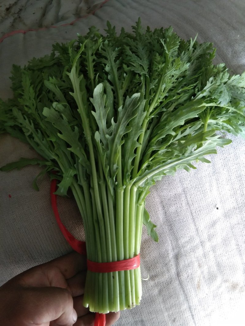 茼蒿30~35cm