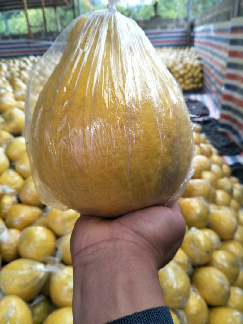 高山老树！正宗江永老树的柚，纯甜，农户一手货源，价格美丽
