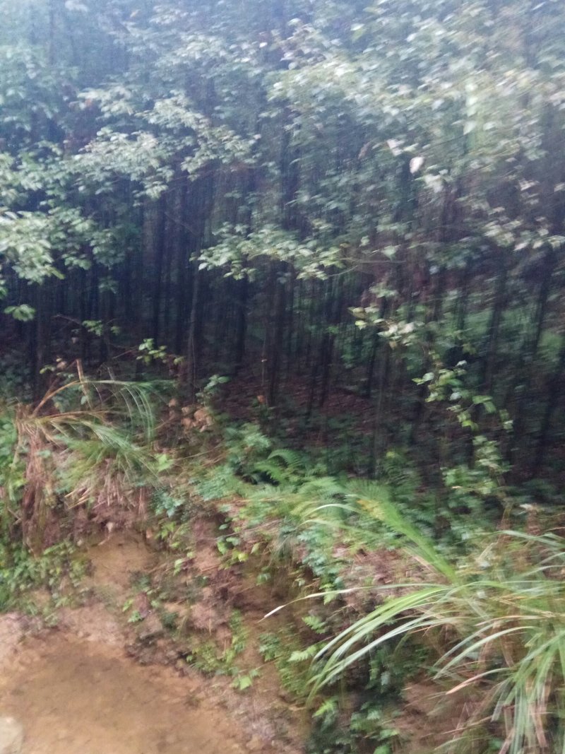 绿化苗木