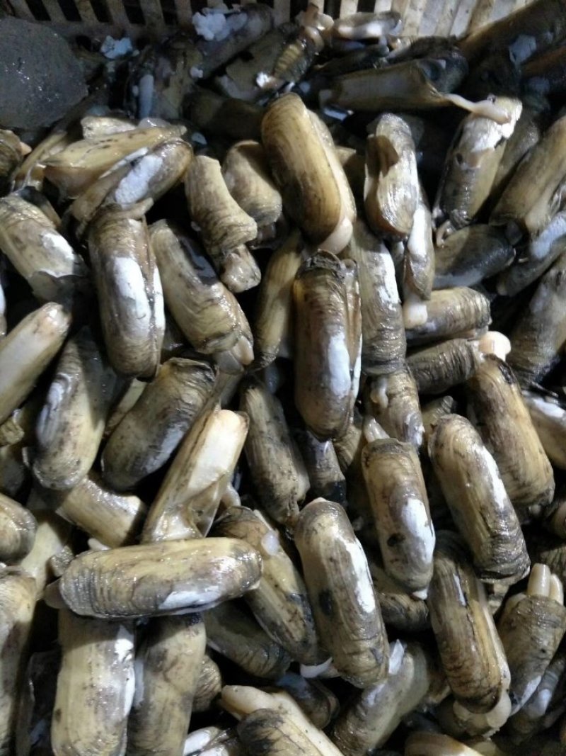 蛏子双头蛏，泥蛏，黄皮蛏食用全规格鲜活发货
