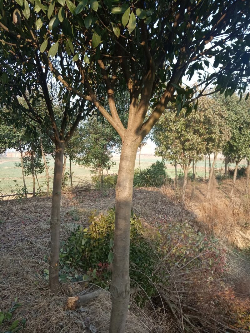 高杆红叶石楠8~10cm8~10cm2.5~3米
