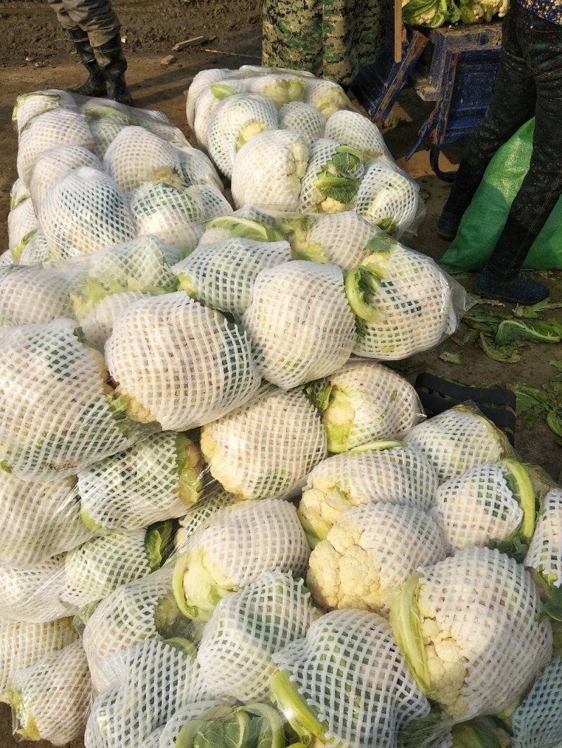 （精品花椰菜），长期供应，保质保量，产地代收发货全国各地