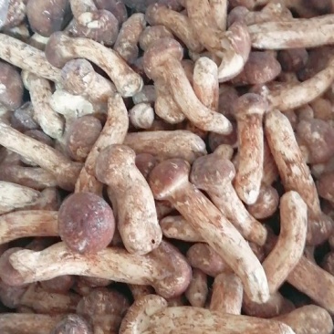 鲜冻松茸