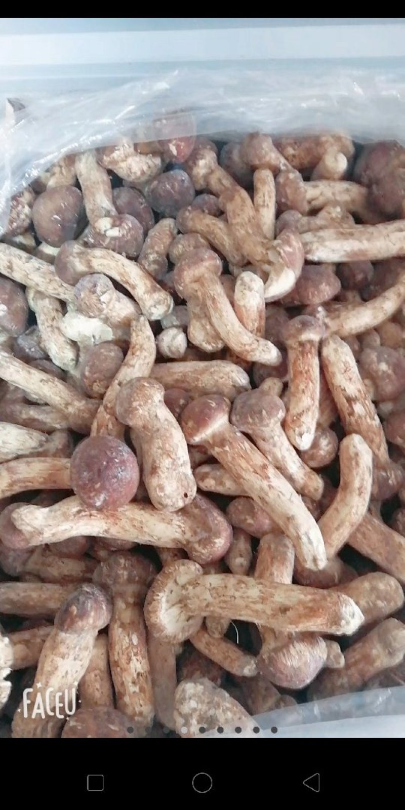 鲜冻松茸
