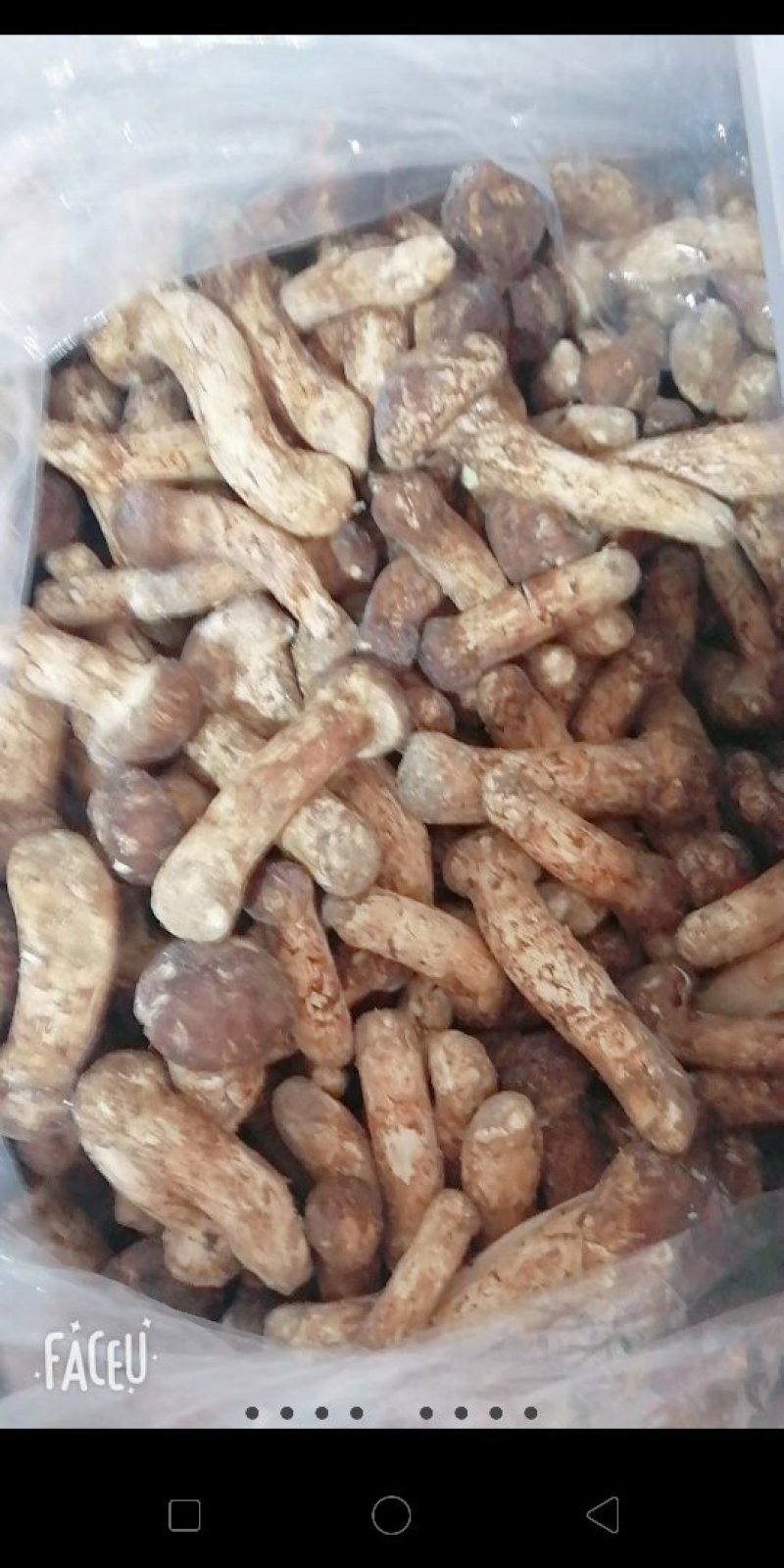 鲜冻松茸