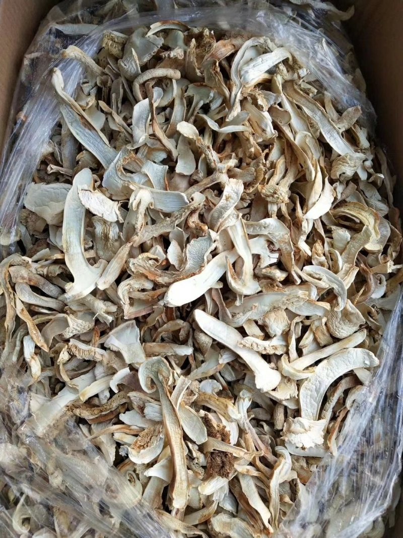 松茸干片