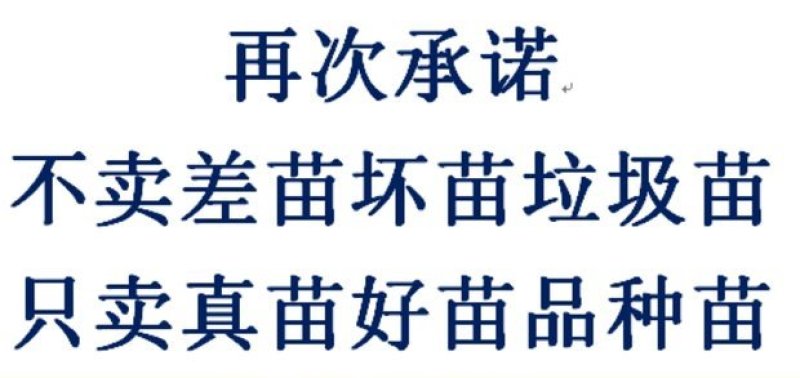 凤凰李苗早熟五月脆李苗红脆李苗一年结果包技术基地直发