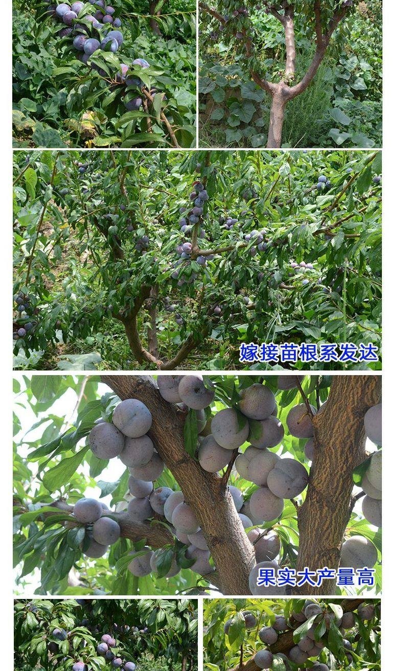 脆红李苗批发晚熟早熟当年挂果技术免费早晚熟基地直发