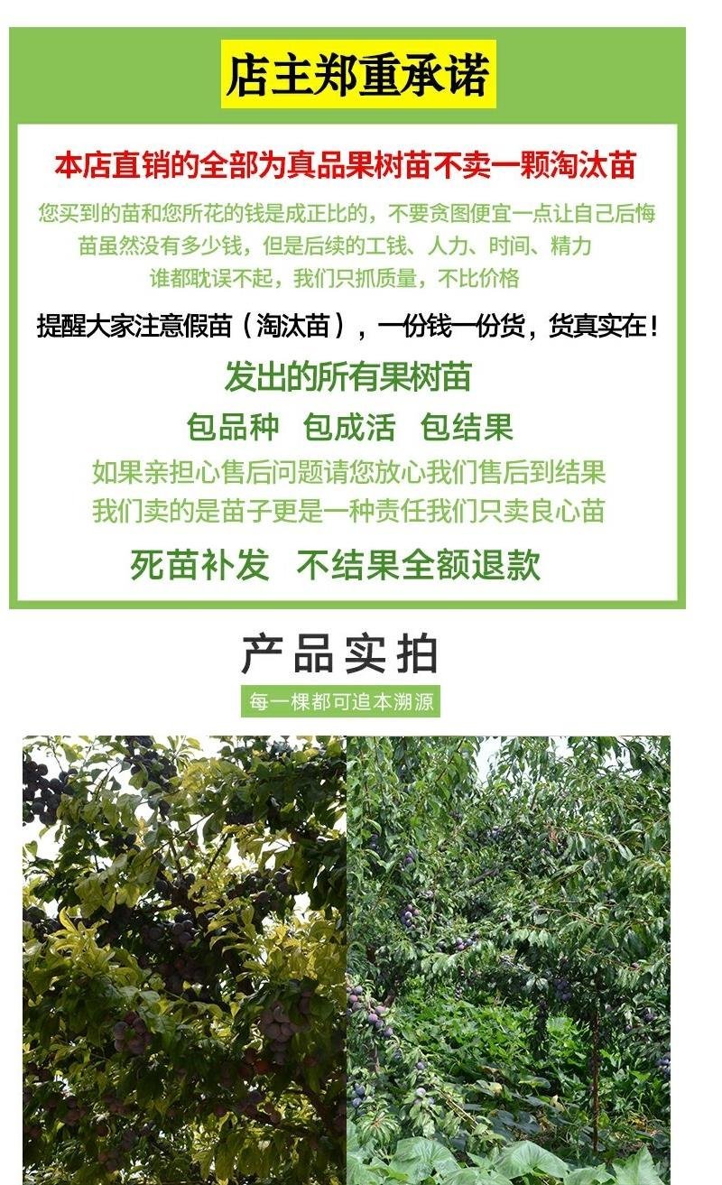 脆红李苗批发晚熟早熟当年挂果技术免费早晚熟基地直发