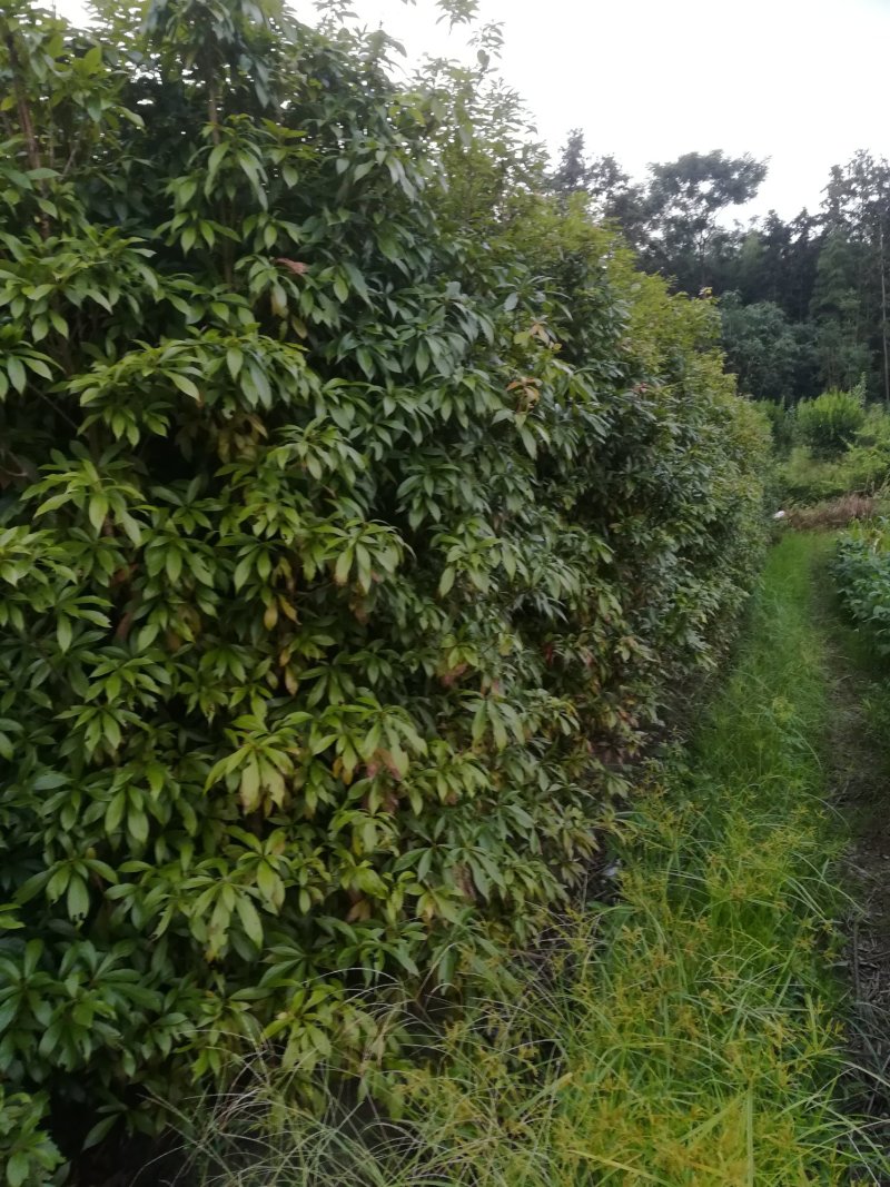 小叶桢楠俗称金丝楠