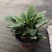 细叶芒