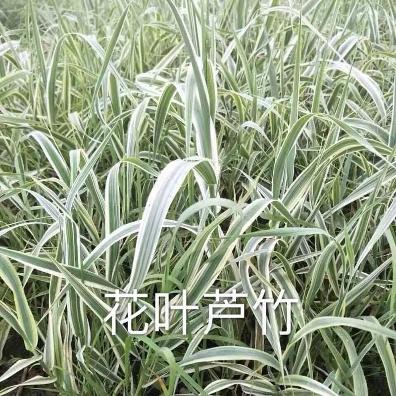 细叶芒