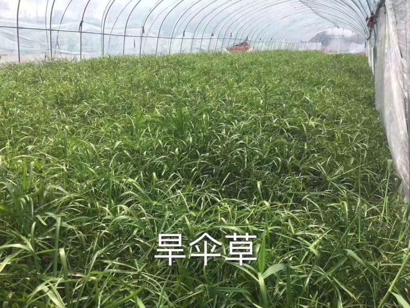 细叶芒