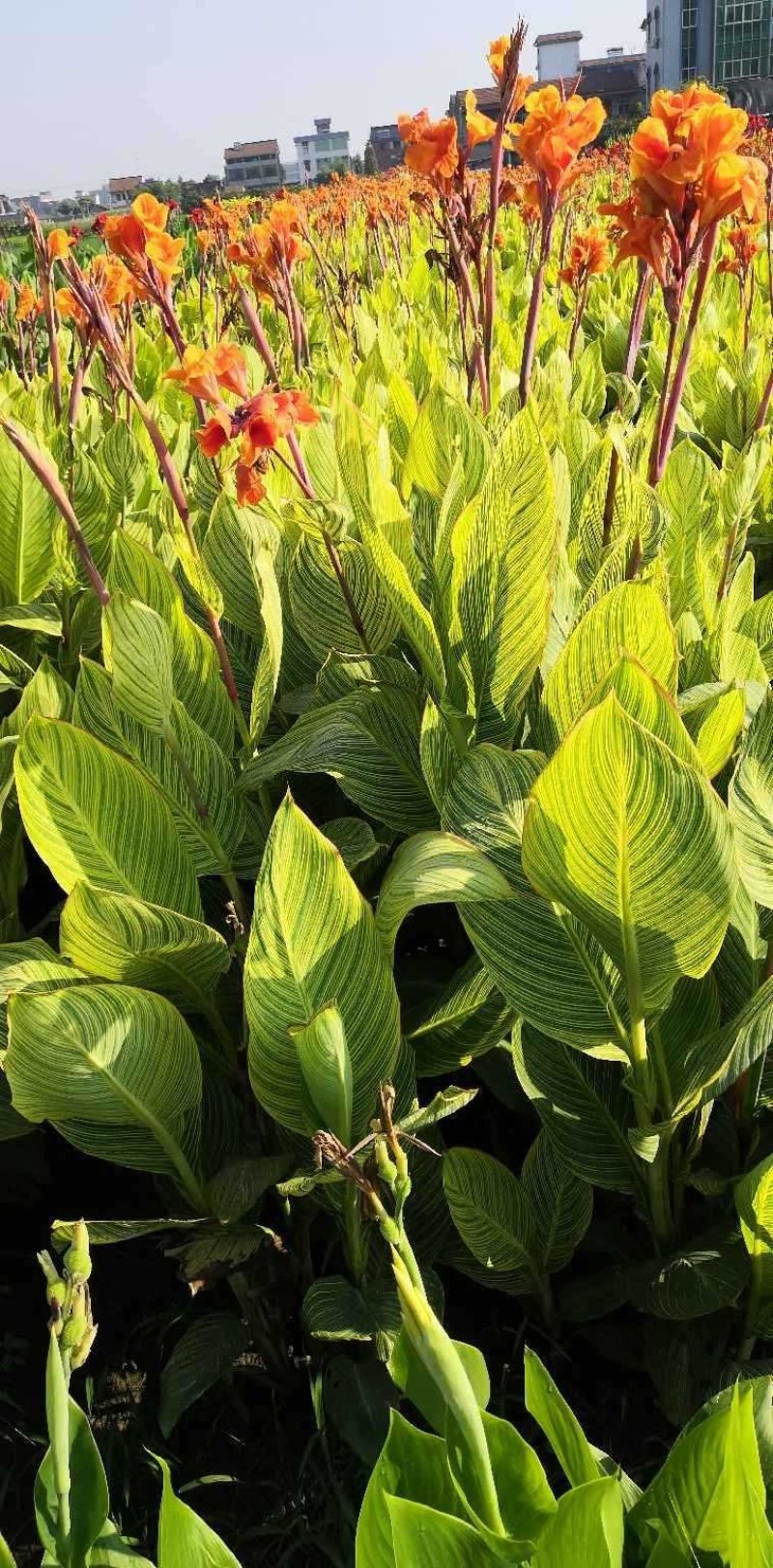细叶芒