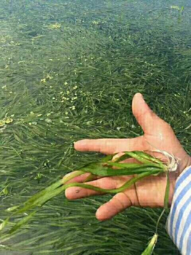 花叶蒲苇