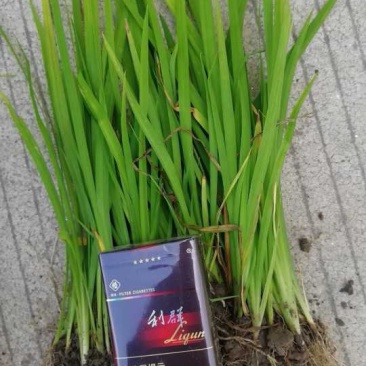黄菖蒲