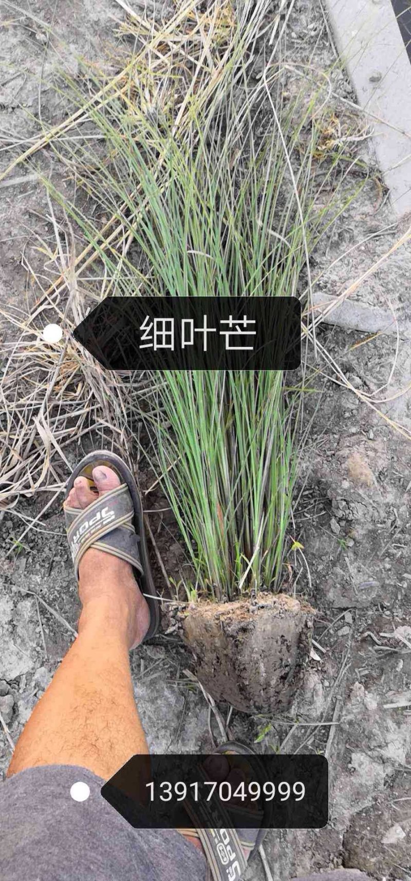 黄菖蒲