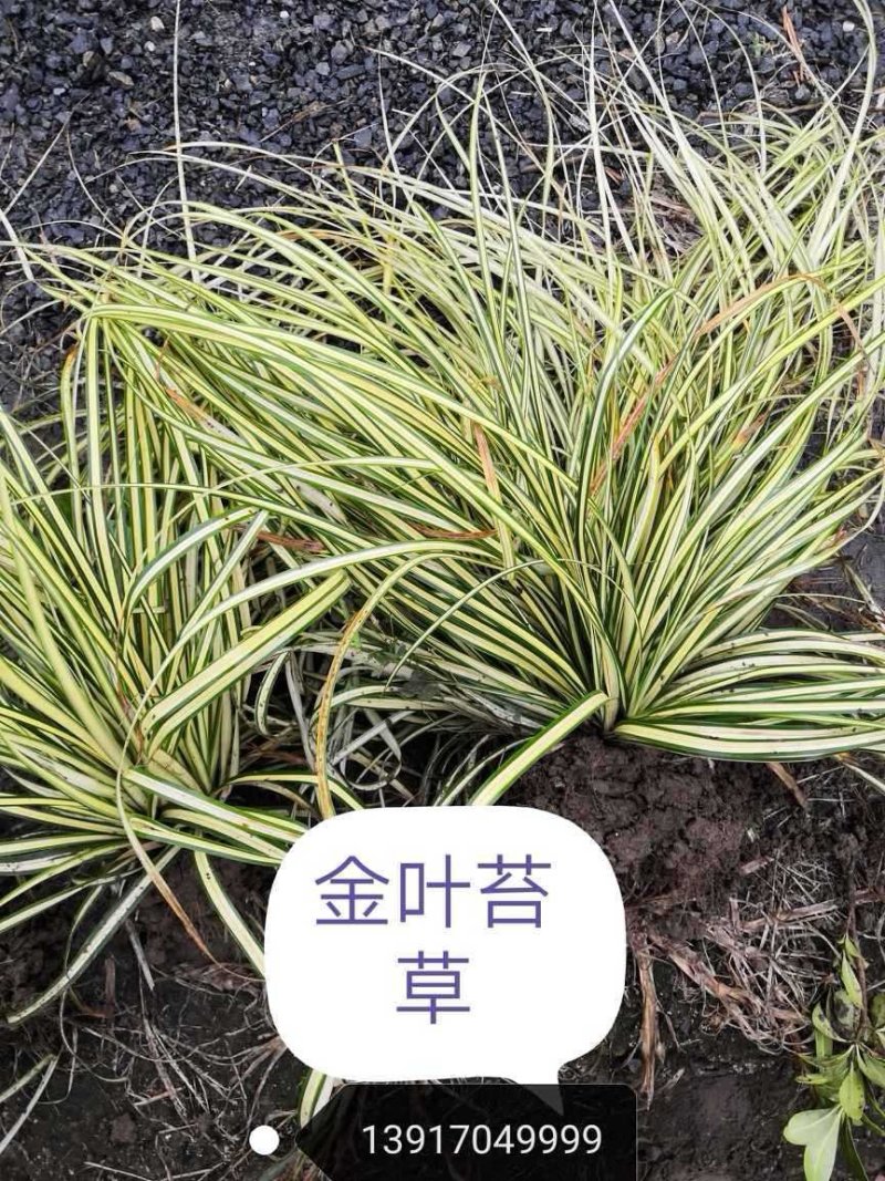 黄菖蒲