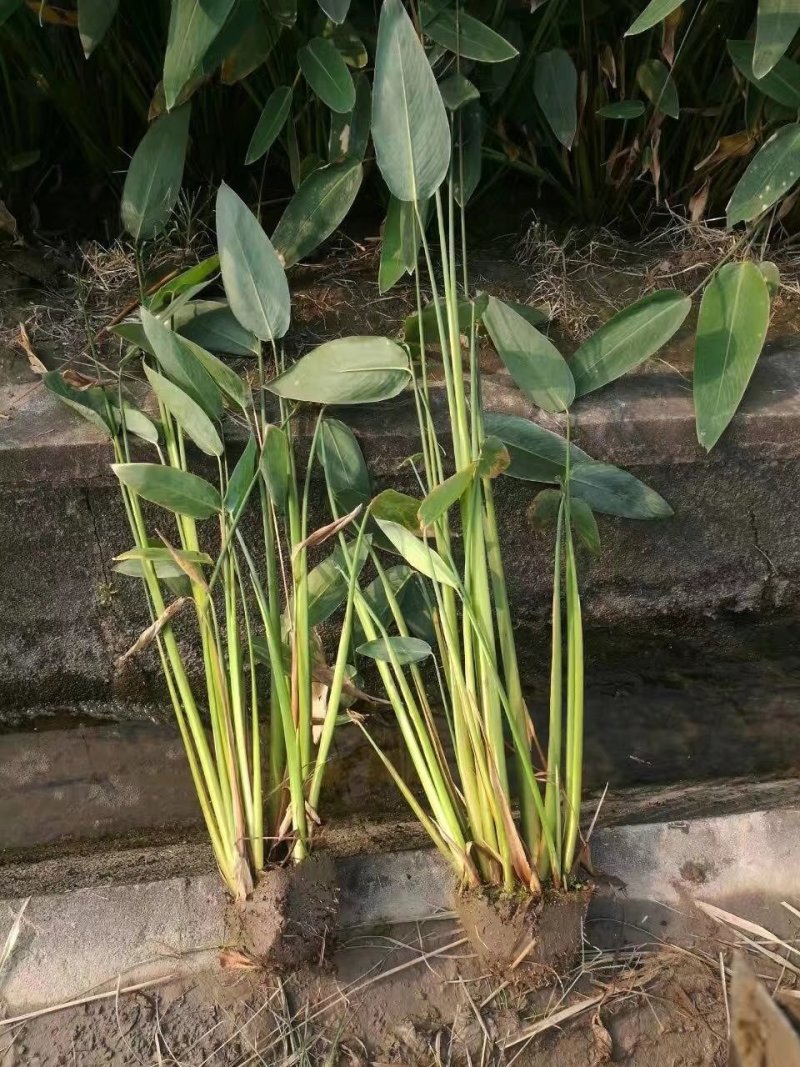 黄菖蒲
