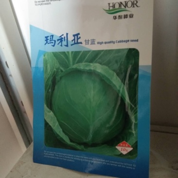 甘蓝种子