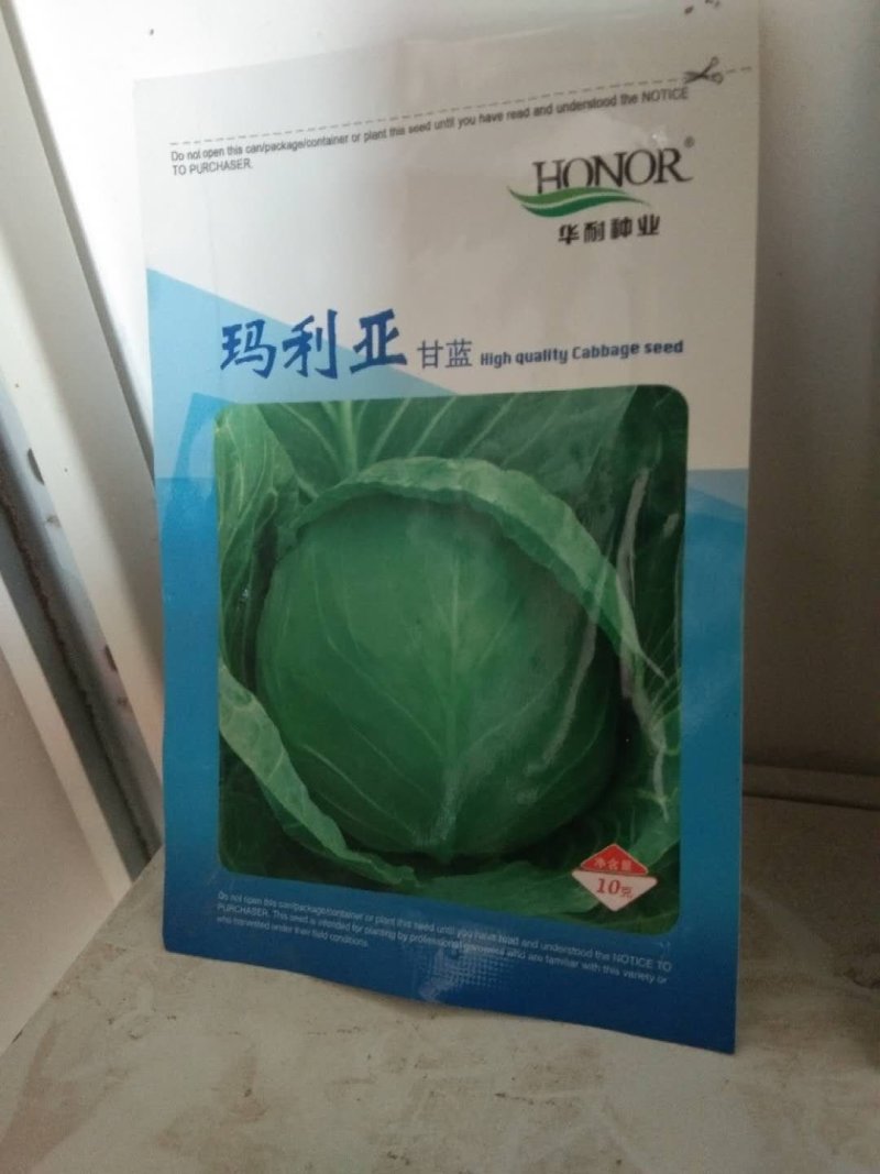 甘蓝种子