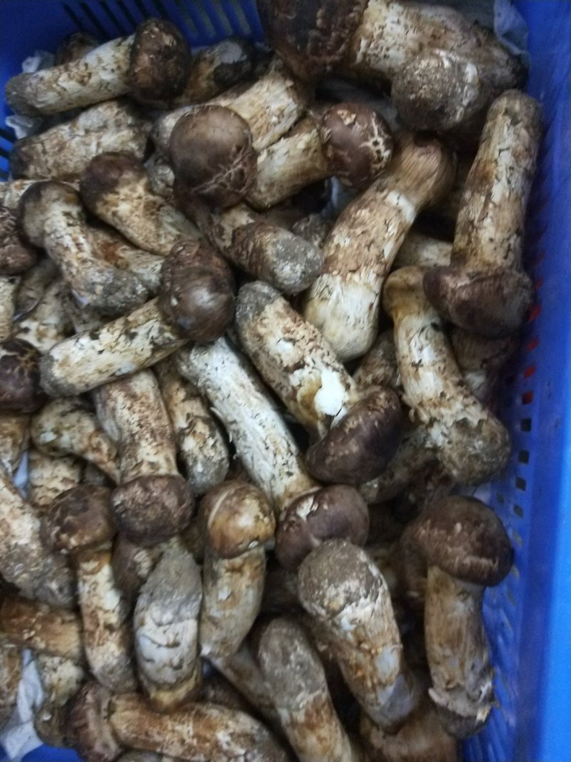 鲜松茸