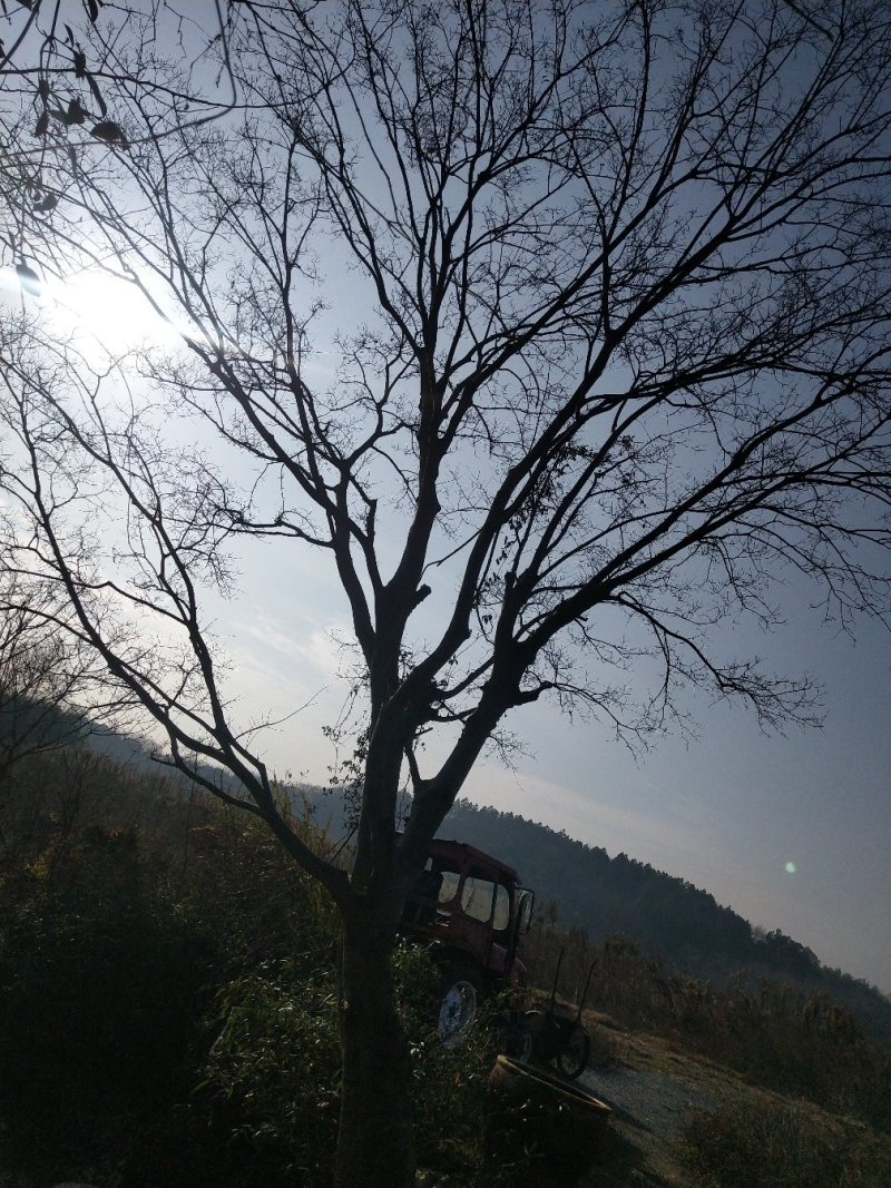 朴树