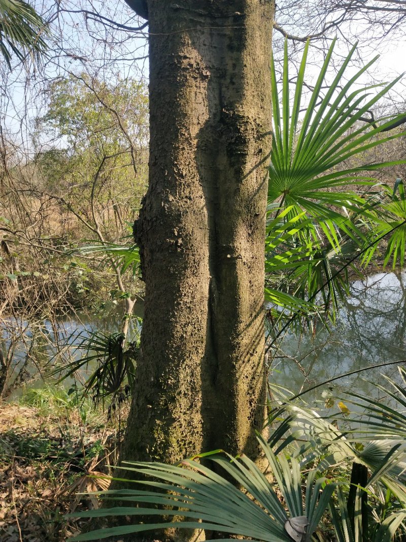 朴树