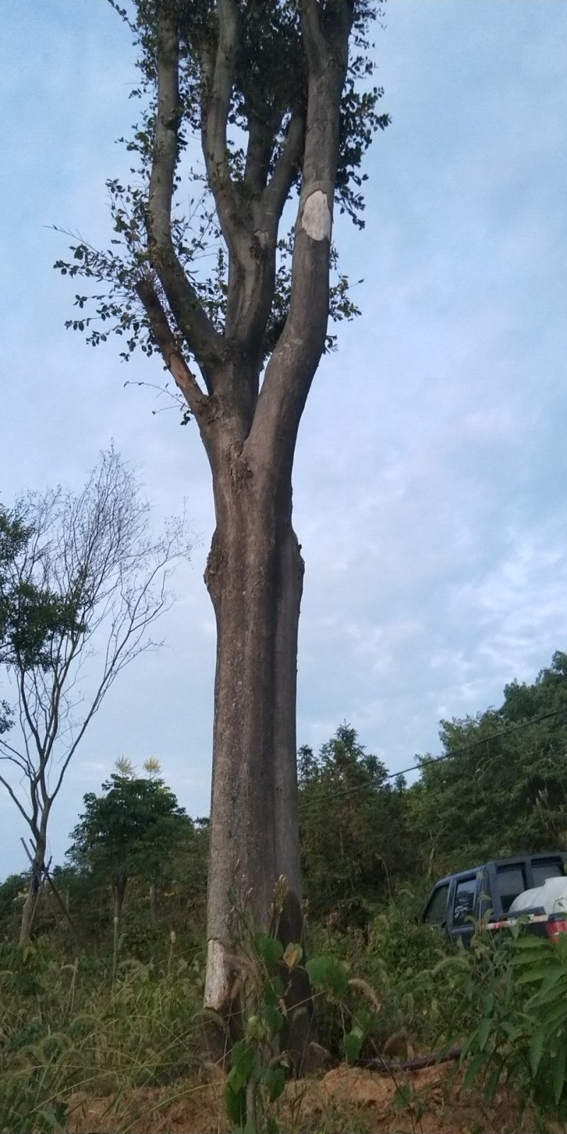 朴树
