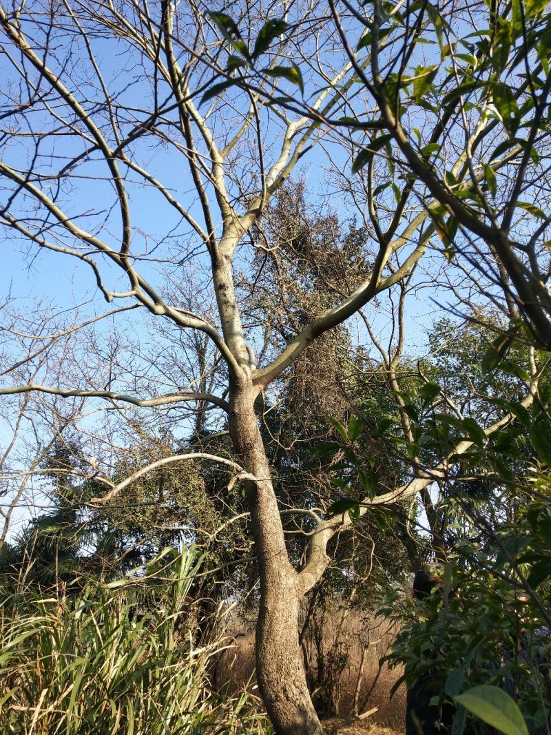 朴树