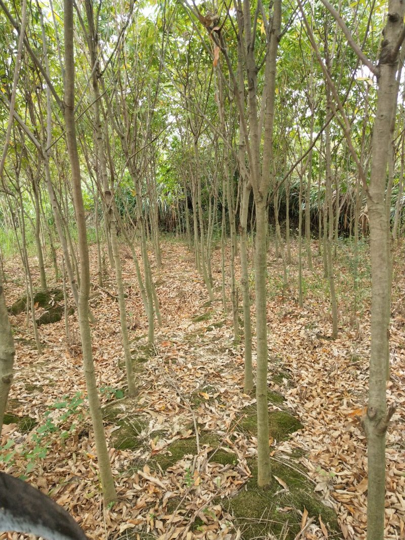 无患子