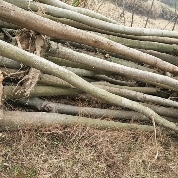 栾树