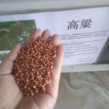 红高粱种子抗四杂交高粱种子矮生抗旱高产酿酒高粱籽甜高粱包
