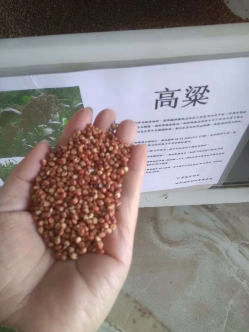 红高粱种子抗四杂交高粱种子矮生抗旱高产酿酒高粱籽甜高粱包