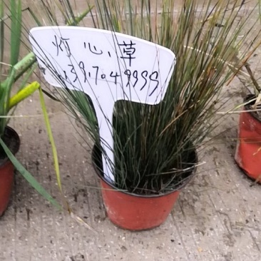 刂灯心草