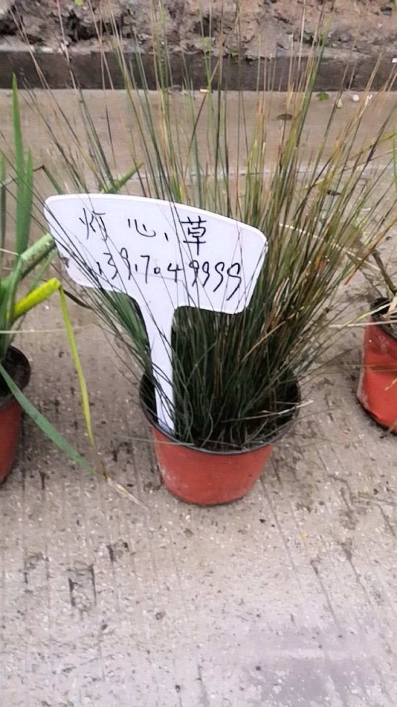 刂灯心草