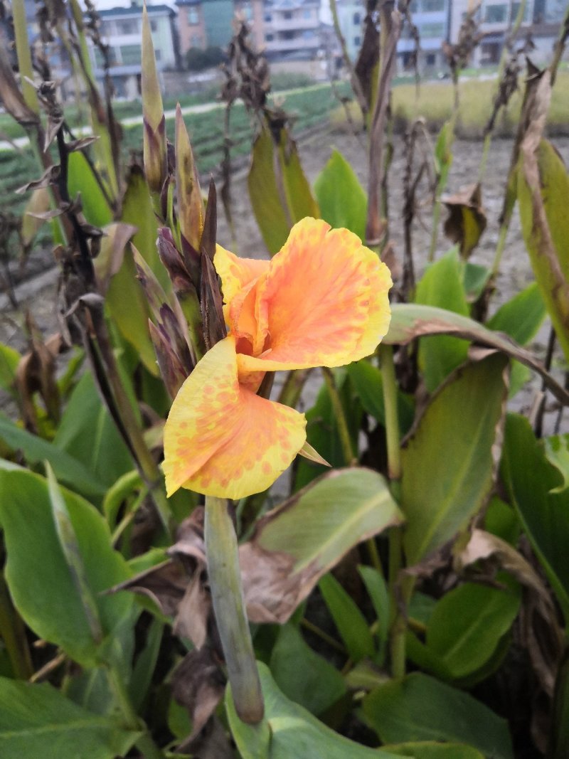 花叶蒲苇