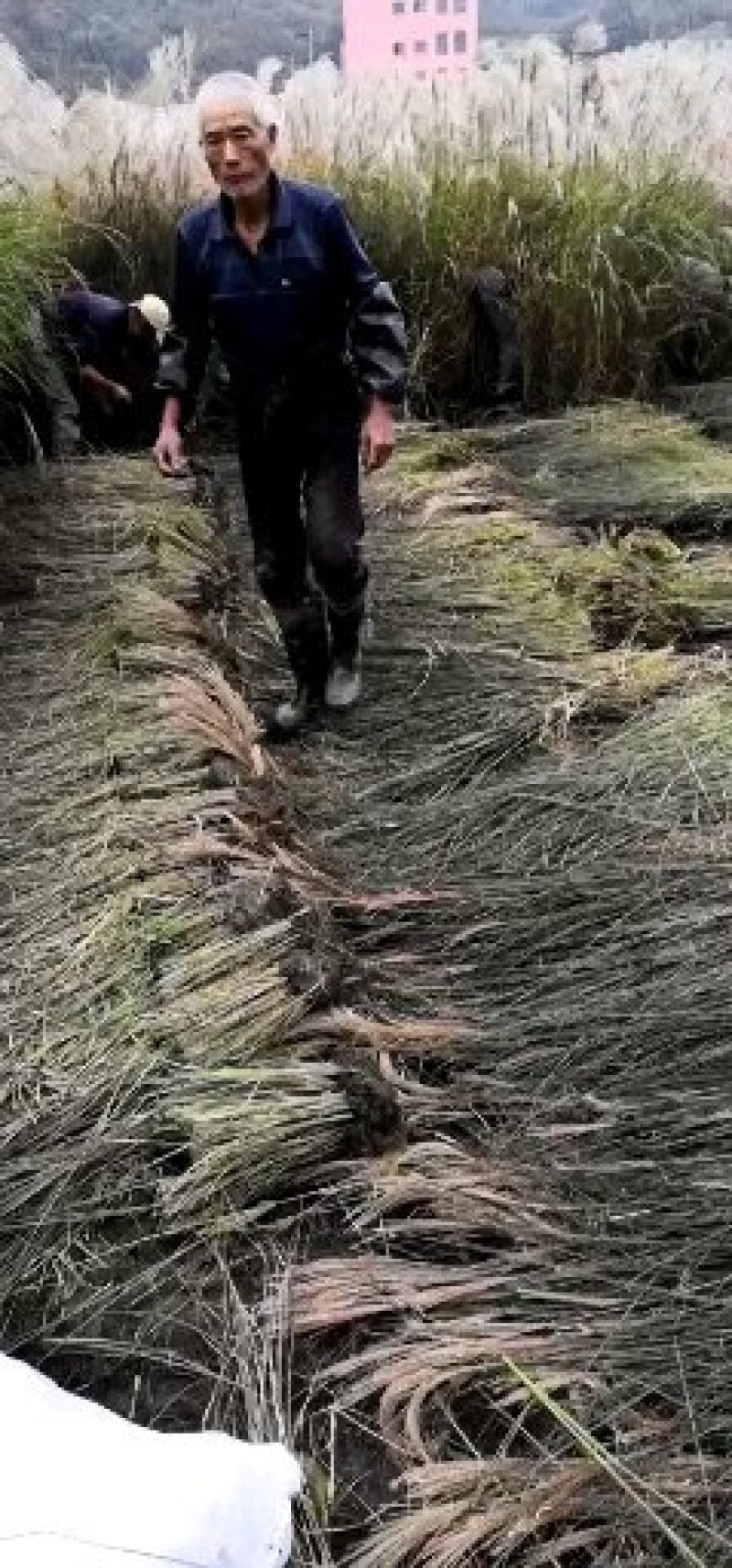 花叶蒲苇