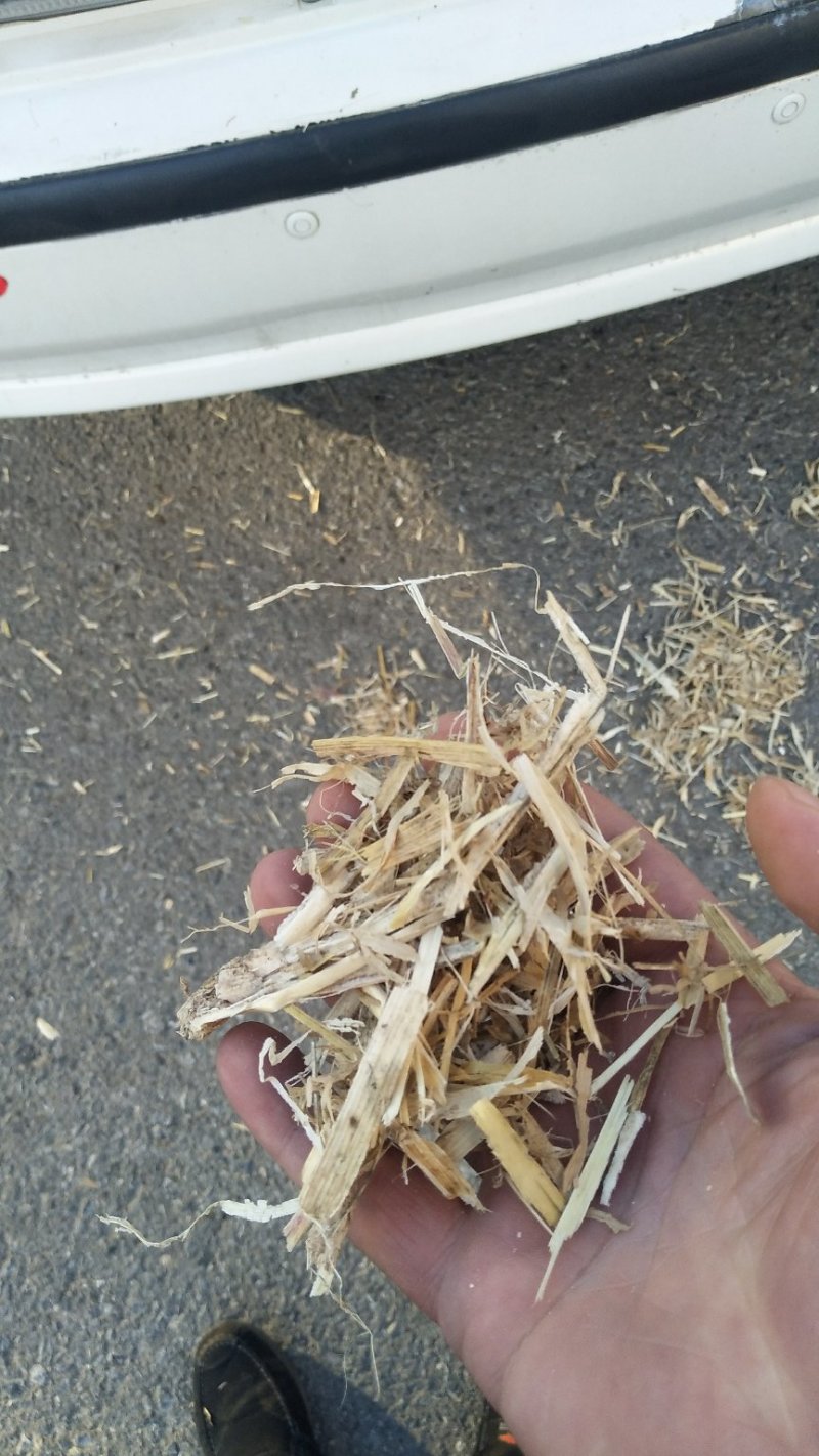 打量出售玉米秸秆揉丝除尘出土没有膜，质量好放心采购，安全