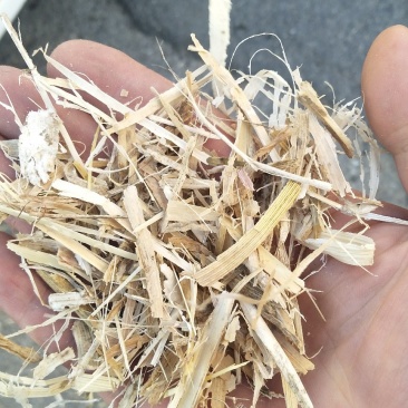 打量出售玉米秸秆揉丝除尘出土没有膜，质量好放心采购，安全