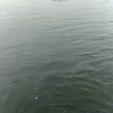 淡水鱼类活水养殖4年以上的优质大草鱼