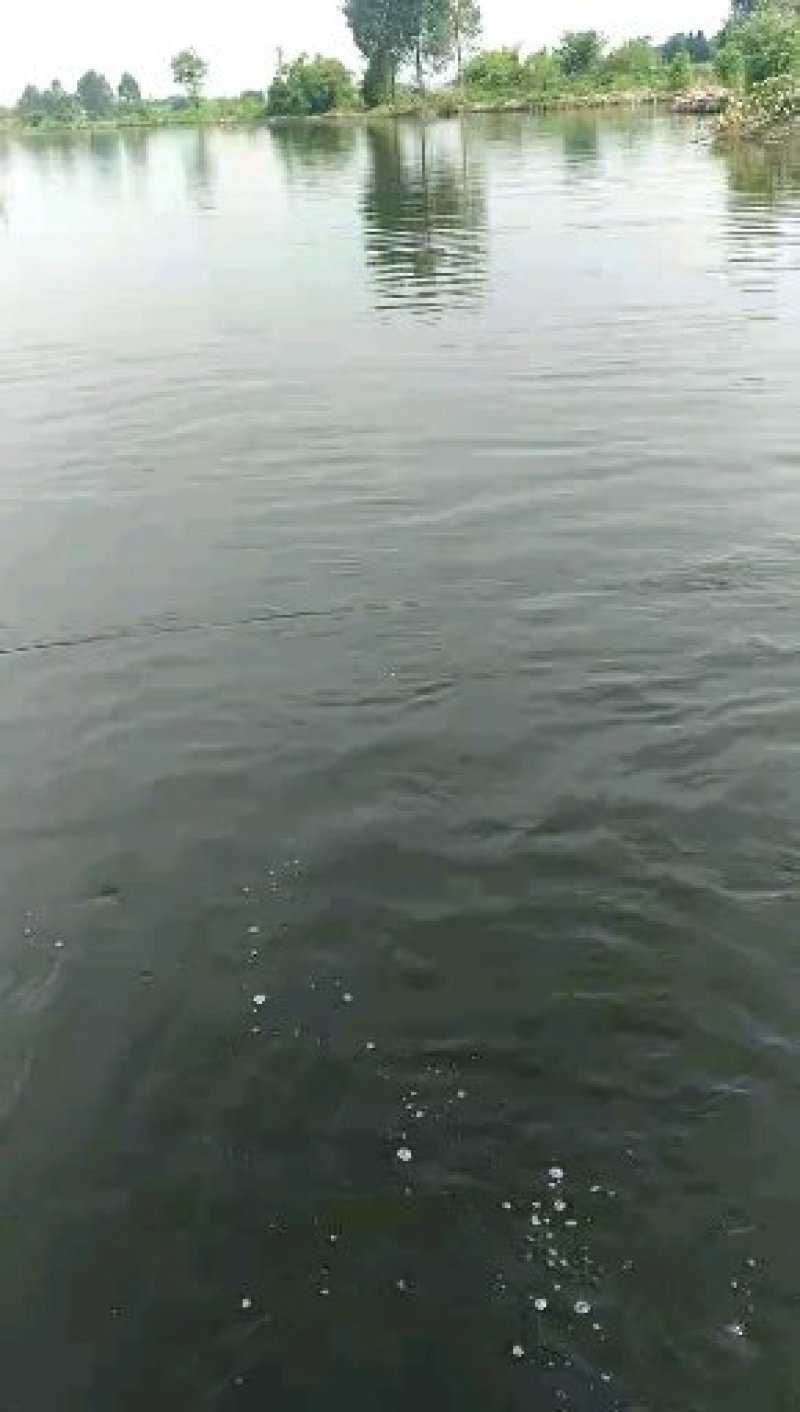 淡水鱼类活水养殖4年以上的优质大草鱼