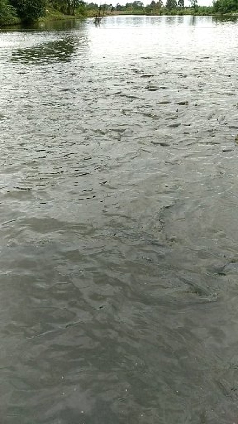 淡水鱼类活水养殖4年以上的优质大草鱼
