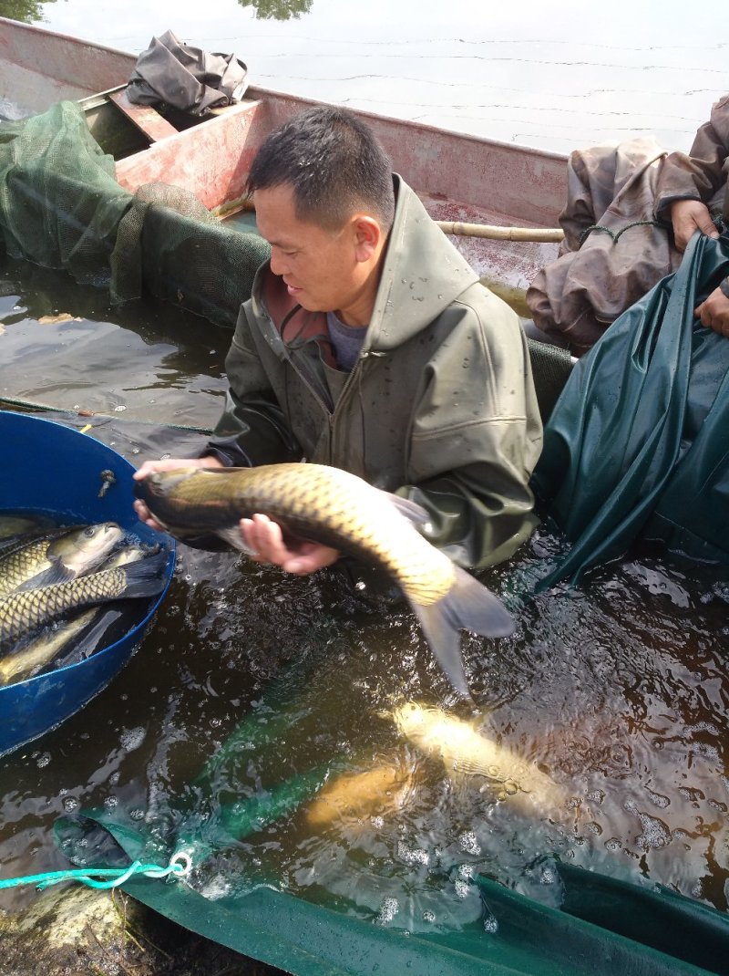 淡水鱼类活水养殖4年以上的优质大草鱼