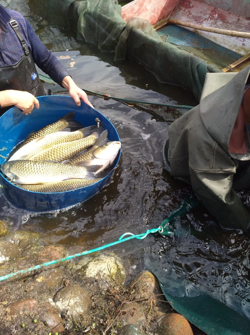 淡水鱼类活水养殖4年以上的优质大草鱼