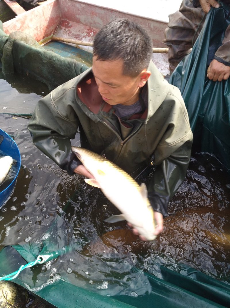 淡水鱼类活水养殖4年以上的优质大草鱼