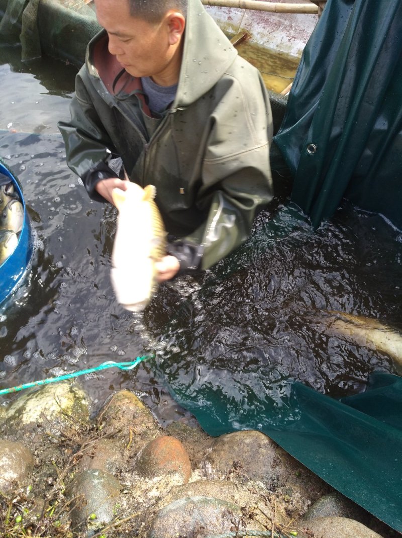 淡水鱼类活水养殖4年以上的优质大草鱼